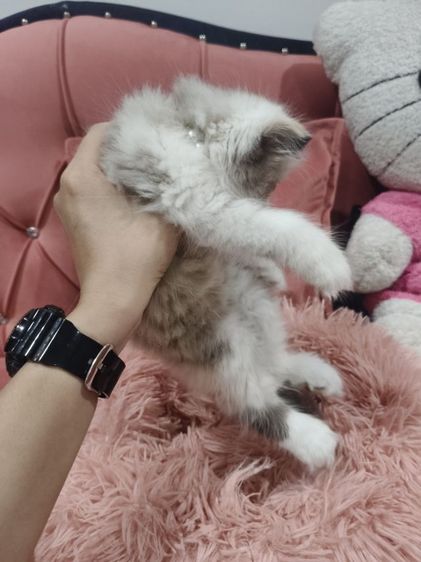 เด็กหญิง หมีแพนด้า  พร้อมย้าย🏠😻💃 ระบบปิด 😸 รูปที่ 7