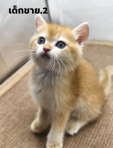บริติช ชอร์ตแฮร์ (British Shorthair) British Shorthair แท้ตาสีเขียว