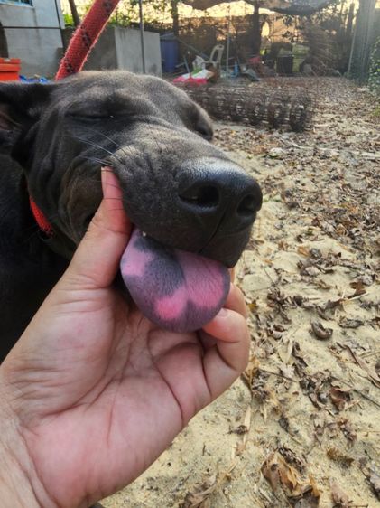 ตัวสุดท้าย ลูกสุนัขไทยหลังอานแท้ เพศเมีย สายเลือดดี รูปที่ 4