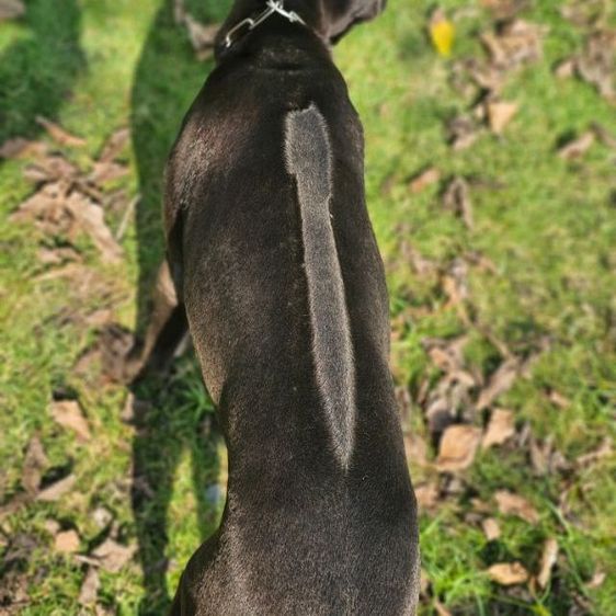 ตัวสุดท้าย ลูกสุนัขไทยหลังอานแท้ เพศเมีย สายเลือดดี รูปที่ 3