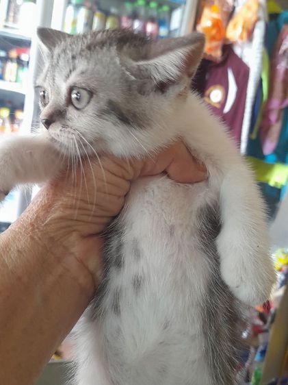 สก็อตติช โฟลด์ (Scottish Fold) สก๊อตทิชเพศหญิง2ตัวราคาเบาเบาค่ะทักมาด่วน
