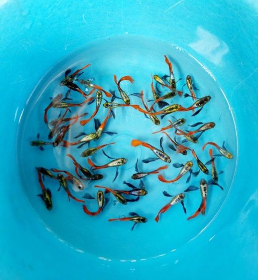 ปลาหางนกยูง หูช้าง  ผู้,เมีย ชุด30ตัว รูปที่ 3