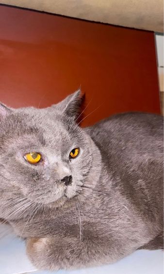 บริติช ชอร์ตแฮร์ (British Shorthair) บริติส สีบลูส์ (แท้จากอังกฤษ)