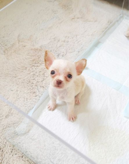 ด่วนๆ ลดสินสอดจ้า ‼️ รูปที่ 2