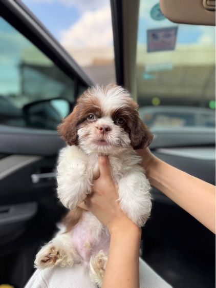 ด่วนๆ ลดสินสอดจ้า ‼️ รูปที่ 10