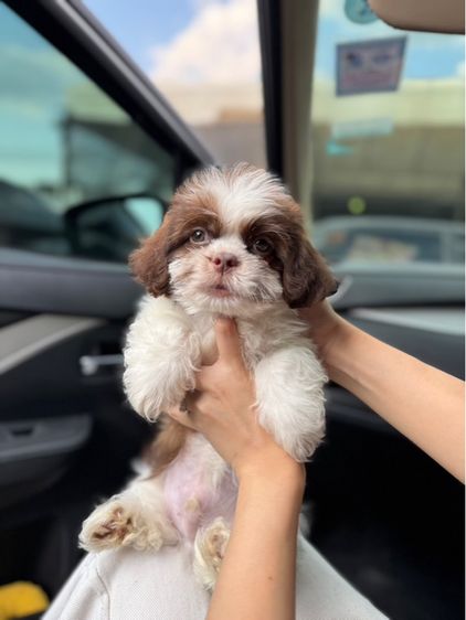 ด่วนๆ ลดสินสอดจ้า ‼️ รูปที่ 8