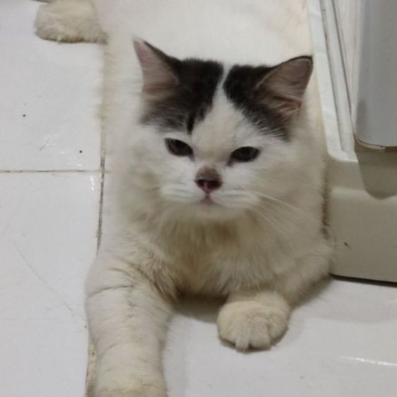 แมวงอกหาคนแบ่งไปเลี้ยงจ้า รูปที่ 6