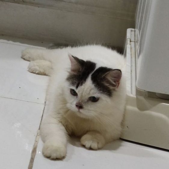 แมวงอกหาคนแบ่งไปเลี้ยงจ้า รูปที่ 2