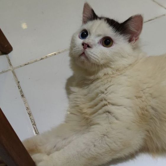 แมวงอกหาคนแบ่งไปเลี้ยงจ้า รูปที่ 5