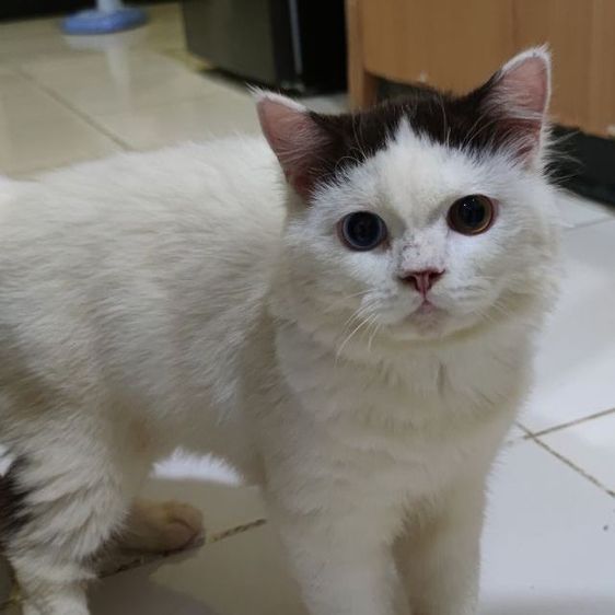 แมวงอกหาคนแบ่งไปเลี้ยงจ้า รูปที่ 4