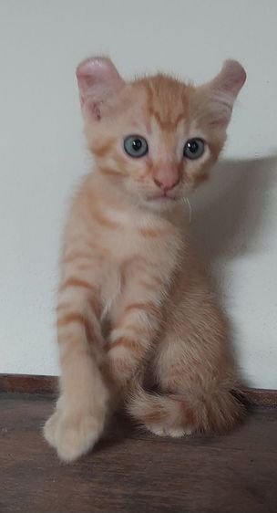 เด็กชายลูกผสม แม่ขาวมณีพ่อสฟิงซ์อายุ2เดือนกินอาหารเม็ดอาหารเปียกเข้ากะบะทรายเป็นแข็งแรงสมบูรณ์ รูปที่ 3