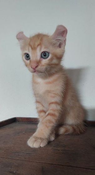 เด็กชายลูกผสม แม่ขาวมณีพ่อสฟิงซ์อายุ2เดือนกินอาหารเม็ดอาหารเปียกเข้ากะบะทรายเป็นแข็งแรงสมบูรณ์