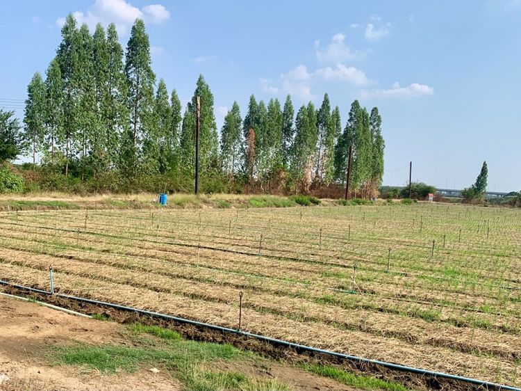 ที่ดินทำเลทองผืนใหญ่16ไร่ วังศาลา ท่าม่วง แปลงสวย ทำเลดี แหล่งชุมชน ใกล้ทางด่วนM81 จากกรุงเทพเพียง1ชม. คมนาคมสะดวก