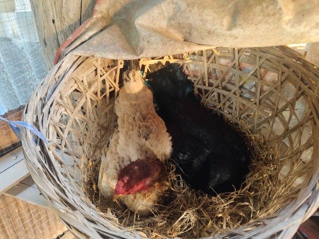 ขายไก่ยกเล้า  รูปที่ 5