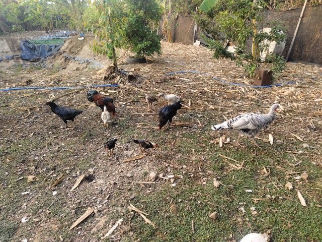 ขายไก่ยกเล้า  รูปที่ 4