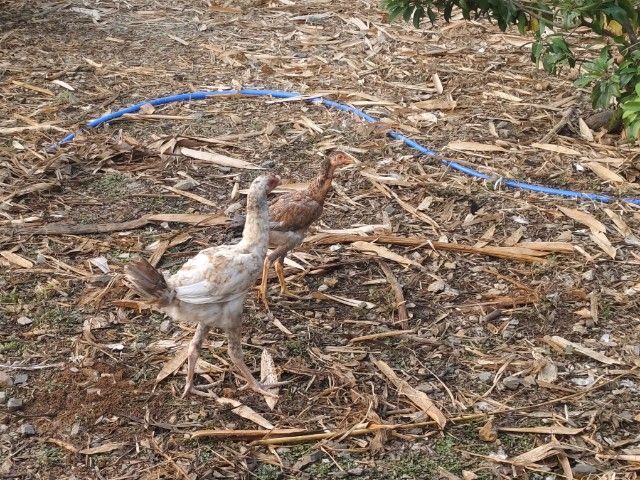 ขายไก่ยกเล้า  รูปที่ 3