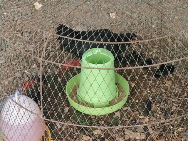 ขายไก่ยกเล้า  รูปที่ 6