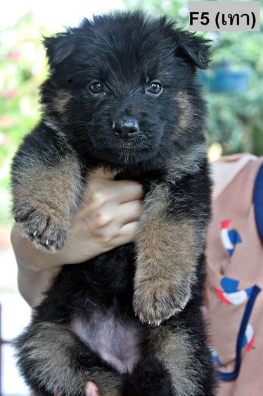 ลูกสุนัขเยอรมันเชพเพิร์ด สุนัขตำรวจ k9 พันธุ์แท้ ขนยาว ส่งได้ทั่วประเทศ รูปที่ 15