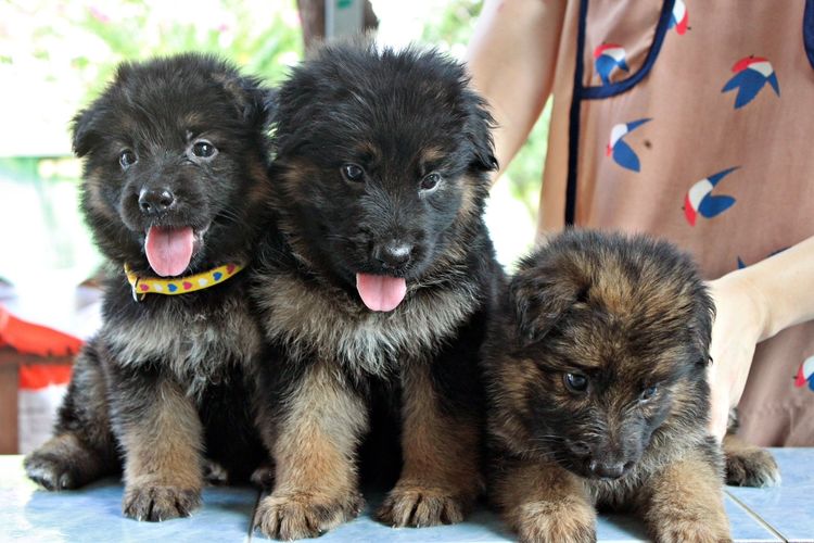 เยอรมันเชพเพิร์ด (German Shepherd) เล็ก ลูกสุนัขเยอรมันเชพเพิร์ด สุนัขตำรวจ k9 พันธุ์แท้ ขนยาว ส่งได้ทั่วประเทศ