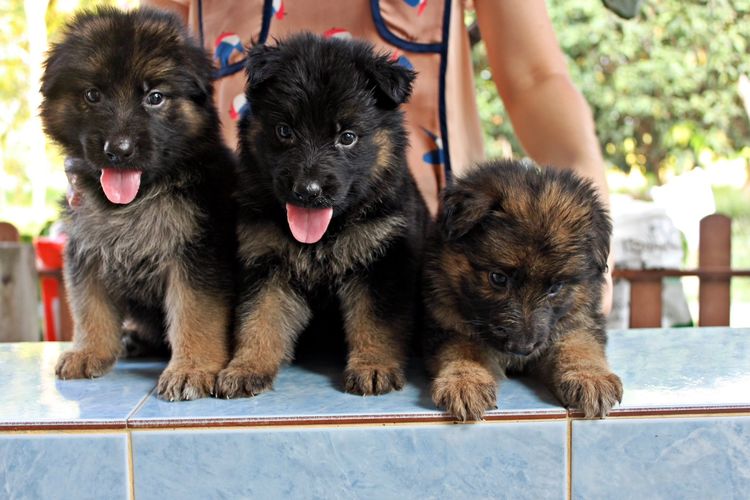 ลูกสุนัขเยอรมันเชพเพิร์ด สุนัขตำรวจ k9 พันธุ์แท้ ขนยาว ส่งได้ทั่วประเทศ รูปที่ 3