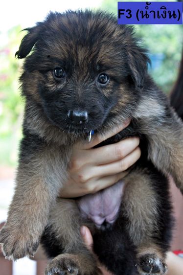 ลูกสุนัขเยอรมันเชพเพิร์ด สุนัขตำรวจ k9 พันธุ์แท้ ขนยาว ส่งได้ทั่วประเทศ รูปที่ 11