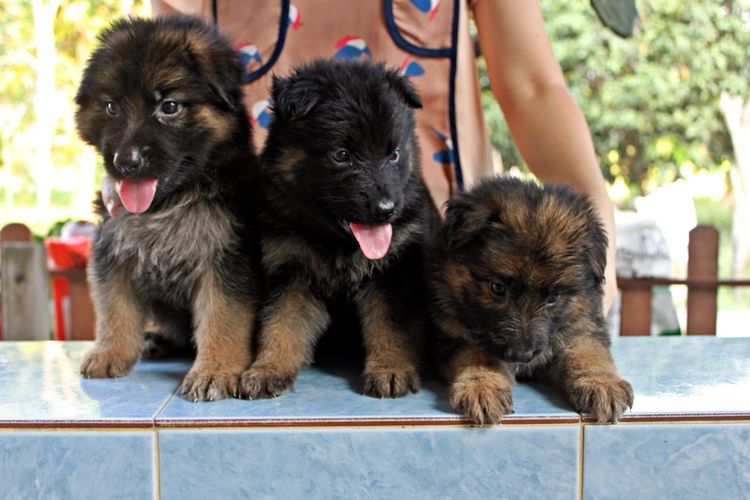 ลูกสุนัขเยอรมันเชพเพิร์ด สุนัขตำรวจ k9 พันธุ์แท้ ขนยาว ส่งได้ทั่วประเทศ รูปที่ 5