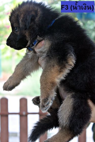 ลูกสุนัขเยอรมันเชพเพิร์ด สุนัขตำรวจ k9 พันธุ์แท้ ขนยาว ส่งได้ทั่วประเทศ รูปที่ 10