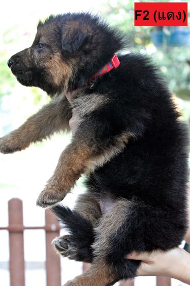 ลูกสุนัขเยอรมันเชพเพิร์ด สุนัขตำรวจ k9 พันธุ์แท้ ขนยาว ส่งได้ทั่วประเทศ รูปที่ 8