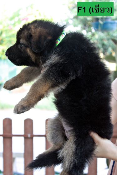 ลูกสุนัขเยอรมันเชพเพิร์ด สุนัขตำรวจ k9 พันธุ์แท้ ขนยาว ส่งได้ทั่วประเทศ รูปที่ 6