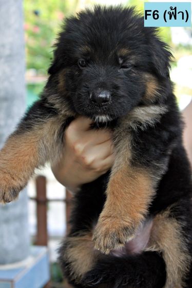 ลูกสุนัขเยอรมันเชพเพิร์ด สุนัขตำรวจ k9 พันธุ์แท้ ขนยาว ส่งได้ทั่วประเทศ รูปที่ 17