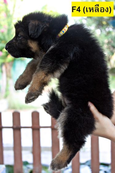 ลูกสุนัขเยอรมันเชพเพิร์ด สุนัขตำรวจ k9 พันธุ์แท้ ขนยาว ส่งได้ทั่วประเทศ รูปที่ 13