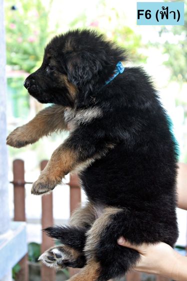 ลูกสุนัขเยอรมันเชพเพิร์ด สุนัขตำรวจ k9 พันธุ์แท้ ขนยาว ส่งได้ทั่วประเทศ รูปที่ 16