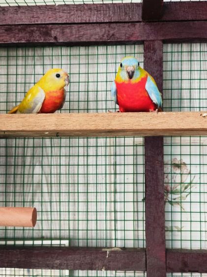 ขายนกทูเคอซีน 1 คู่ รูปที่ 3