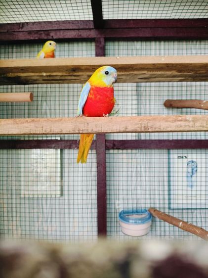 ขายนกทูเคอซีน 1 คู่ รูปที่ 5