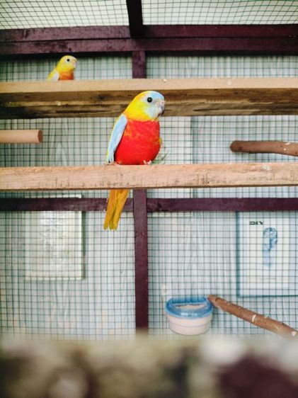 ขายนกทูเคอซีน 1 คู่ รูปที่ 4