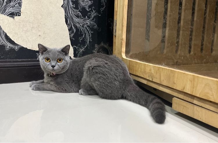 ลูกแมว บริติชช็อตแฮร์ สีบลู 3เดือนกว่า ดช. ใบwcf พร้อมย้าย รูปที่ 13