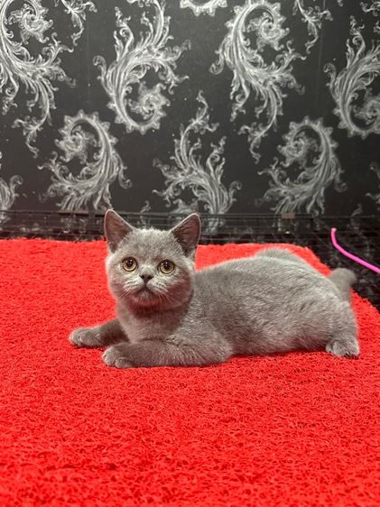 ลูกแมว บริติชช็อตแฮร์ สีบลู 3เดือนกว่า ดช. ใบwcf พร้อมย้าย รูปที่ 2