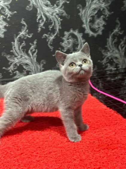 ลูกแมว บริติชช็อตแฮร์ สีบลู 3เดือนกว่า ดช. ใบwcf พร้อมย้าย รูปที่ 5