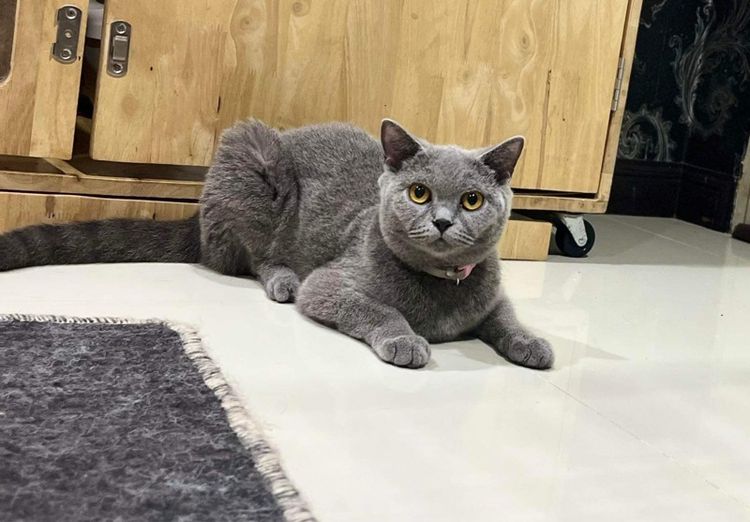 ลูกแมว บริติชช็อตแฮร์ สีบลู 3เดือนกว่า ดช. ใบwcf พร้อมย้าย รูปที่ 14