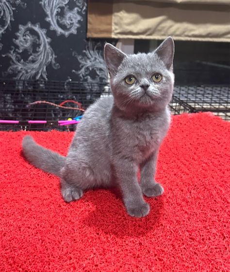 บริติช ชอร์ตแฮร์ (British Shorthair) ลูกแมว บริติชช็อตแฮร์ สีบลู 3เดือนกว่า ดช. ใบwcf พร้อมย้าย