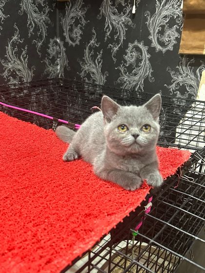 ลูกแมว บริติชช็อตแฮร์ สีบลู 3เดือนกว่า ดช. ใบwcf พร้อมย้าย รูปที่ 4