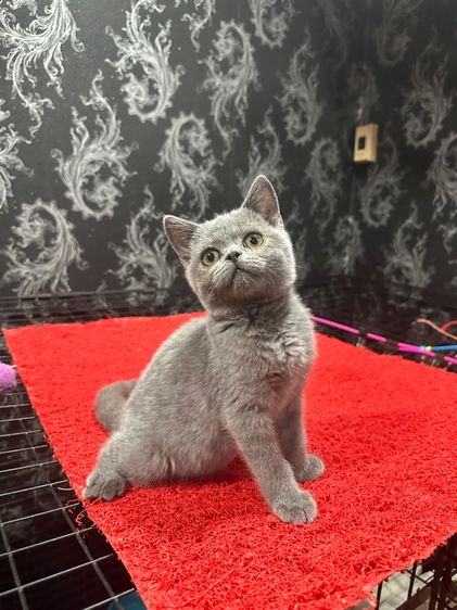 ลูกแมว บริติชช็อตแฮร์ สีบลู 3เดือนกว่า ดช. ใบwcf พร้อมย้าย รูปที่ 7