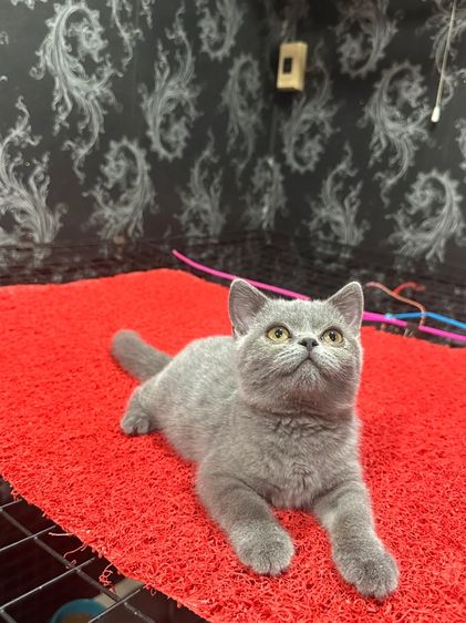 ลูกแมว บริติชช็อตแฮร์ สีบลู 3เดือนกว่า ดช. ใบwcf พร้อมย้าย รูปที่ 10