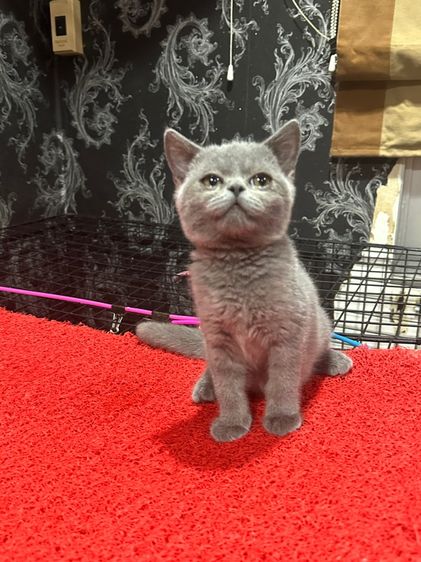 ลูกแมว บริติชช็อตแฮร์ สีบลู 3เดือนกว่า ดช. ใบwcf พร้อมย้าย รูปที่ 3