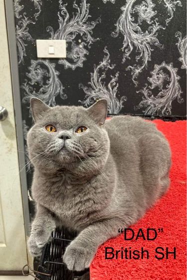 ลูกแมว บริติชช็อตแฮร์ สีบลู 3เดือนกว่า ดช. ใบwcf พร้อมย้าย รูปที่ 11