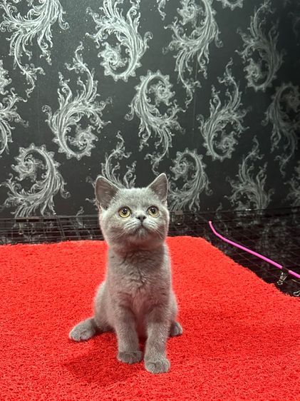 ลูกแมว บริติชช็อตแฮร์ สีบลู 3เดือนกว่า ดช. ใบwcf พร้อมย้าย รูปที่ 6