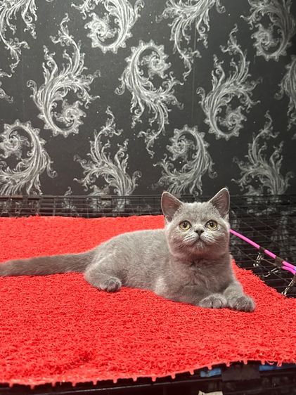 ลูกแมว บริติชช็อตแฮร์ สีบลู 3เดือนกว่า ดช. ใบwcf พร้อมย้าย รูปที่ 8