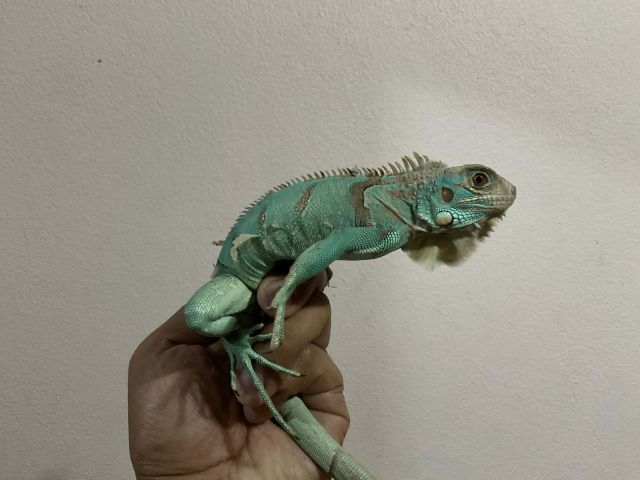 บลูอีกัวน่า