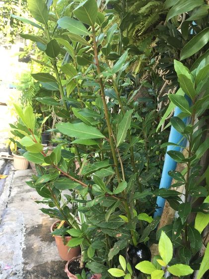 ต้นเบย์รีฟ รูปที่ 2