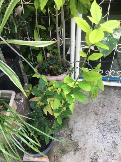 ต้นเบย์รีฟ รูปที่ 4